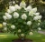 hortensja-bukietowa-levana1-floravi.pl