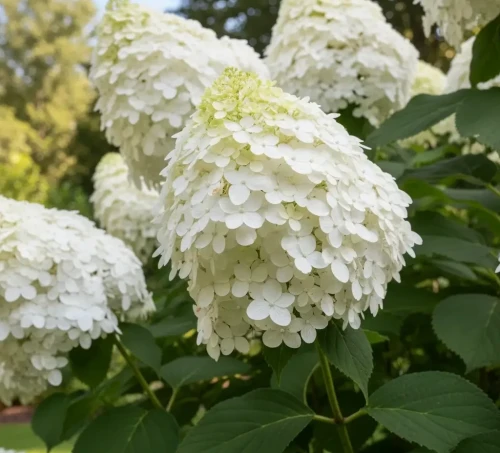 hortensja-bukietowa-levana2-floravi.pl