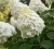 hortensja-bukietowa-levana2-floravi.pl