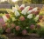 hortensja-bukietowa-pastelgreen1-floravi.pl