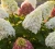 hortensja-bukietowa-pastelgreen2-floravi.pl