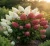 hortensja-bukietowa-magical-andes1-floravi.pl