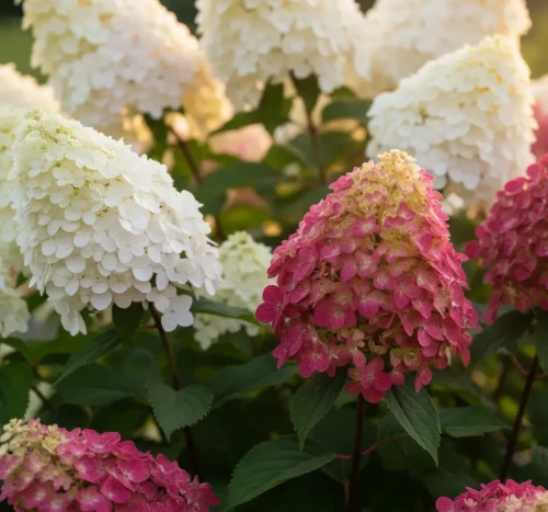 hortensja-bukietowa-magical-andes2-floravi.pl