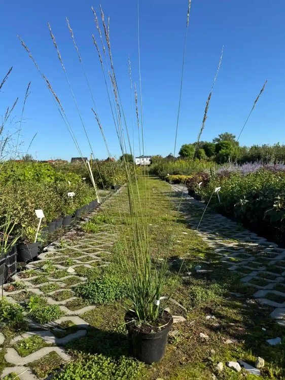 trzeslica-modra-heidebraut3-floravi.pl