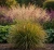 trzeslica-modra-heidebraut1-floravi.pl
