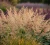 trzeslica-modra-heidebraut2-floravi.pl