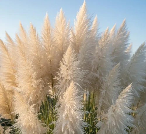 Trawa-pampasowa-white-feather2-floravi.pl