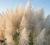 Trawa-pampasowa-white-feather2-floravi.pl