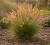 proso-rozgowate-rehbraun1-floravi.pl