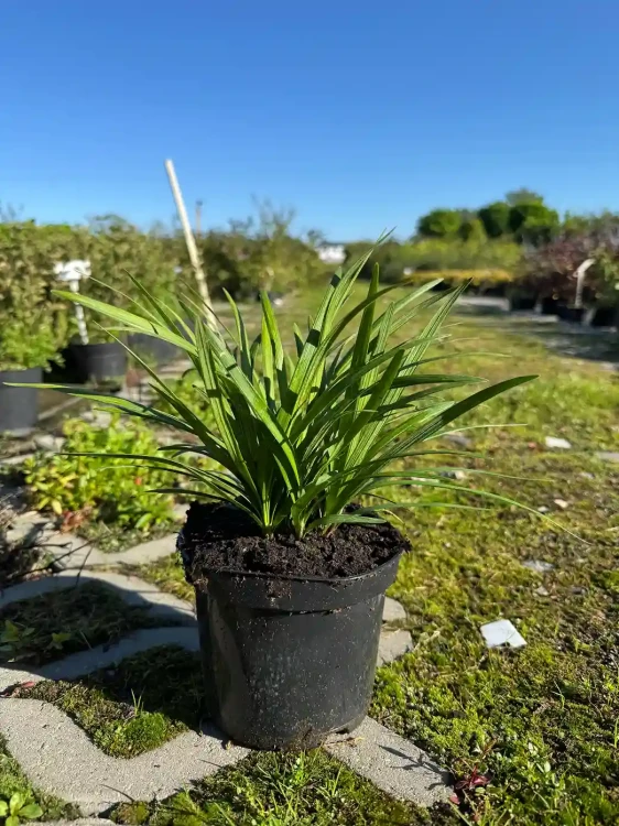 liriope-szafirkowe-big-blue3-floravi.pl