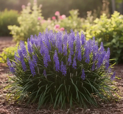 liriope-szafirkowe-big-blue1-floravi.pl