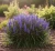 liriope-szafirkowe-big-blue1-floravi.pl