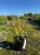 imperata-cylindryczna-red-baron3-floravi.pl