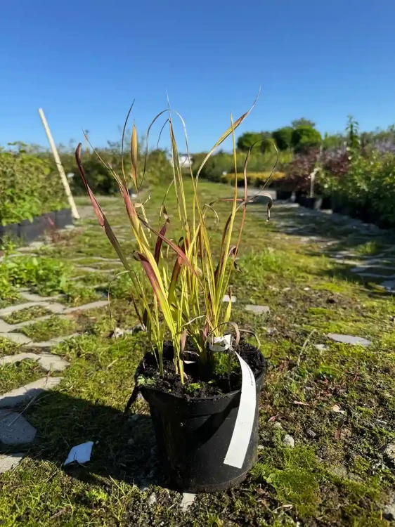 imperata-cylindryczna-red-baron3-floravi.pl