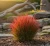 imperata-cylindryczna-red-baron1-floravi.pl