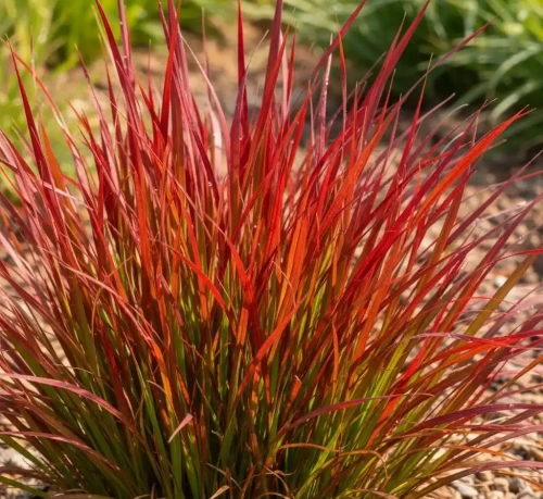 imperata-cylindryczna-red-baron2-floravi.pl