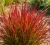 imperata-cylindryczna-red-baron2-floravi.pl