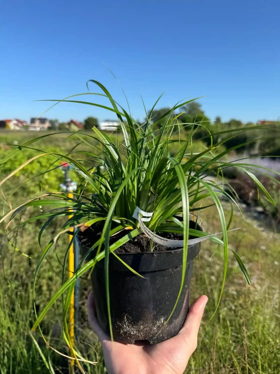 turzyca-oszimska-evergreen3-floravi.pl