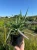 sesleria-jesienna3-floravi.pl