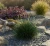 sesleria-jesienna1-floravi.pl