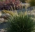 sesleria-jesienna2-floravi.pl