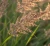 trzeslica-modra-moorhexe2-floravi.pl