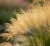 smialek-darniowy-goldtau2-floravi.pl