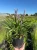 liriope-szafirkowe-moneymaker3-floravi.pl