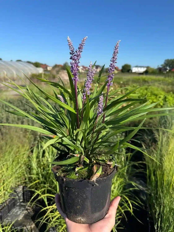 liriope-szafirkowe-moneymaker3-floravi.pl