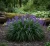 liriope-szafirkowe-moneymaker1-floravi.pl