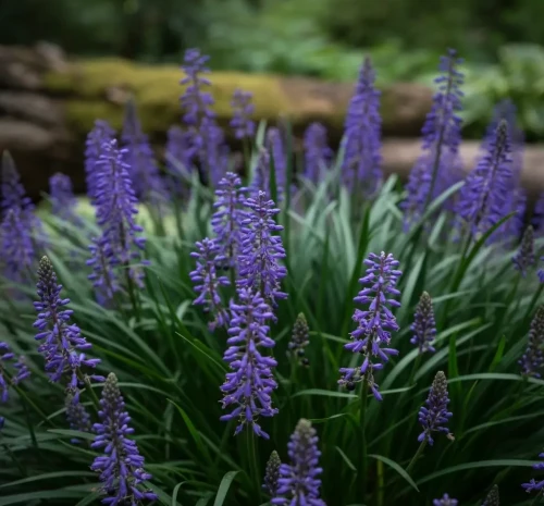liriope-szafirkowe-moneymaker2-floravi.pl