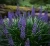 liriope-szafirkowe-moneymaker2-floravi.pl
