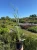 proso-rozgowate-northwind3-floravi.pl