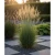 proso-rozgowate-northwind1-floravi.pl