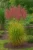 miskant-chinski-malepartus1-floravi.pl