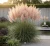 trawa-pampasowa-pink-feather1-floravi.pl