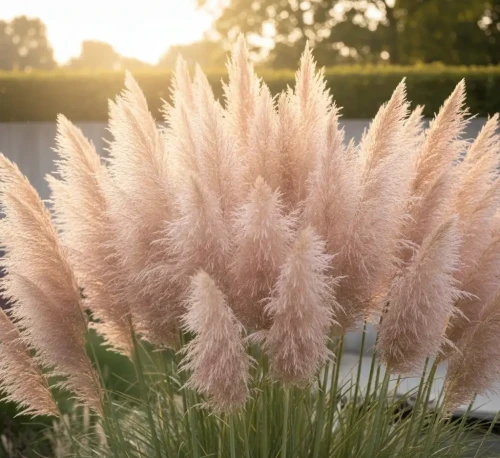 trawa-pampasowa-pink-feather2-floravi.pl