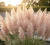 trawa-pampasowa-pink-feather2-floravi.pl