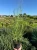 proso-rozgowate-rotshtrahlbush3-floravi.pl