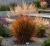 proso-rozgowate-rotshtrahlbush1-floravi.pl