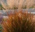 proso-rozgowate-rotshtrahlbush2-floravi.pl