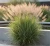 miskant-chinski-variegatus1-floravi.pl