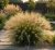 smialek-darniowy-tardiflora1-floravi.pl