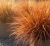 turzyca-ceglasta-praire-fire2-floravi.pl