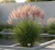 miskant-chinski-pink-cloud1-floravi.pl