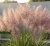 miskant-chinski-pink-cloud2-floravi.pl