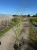 proso-rozgowate-shenandoah3-floravi.pl