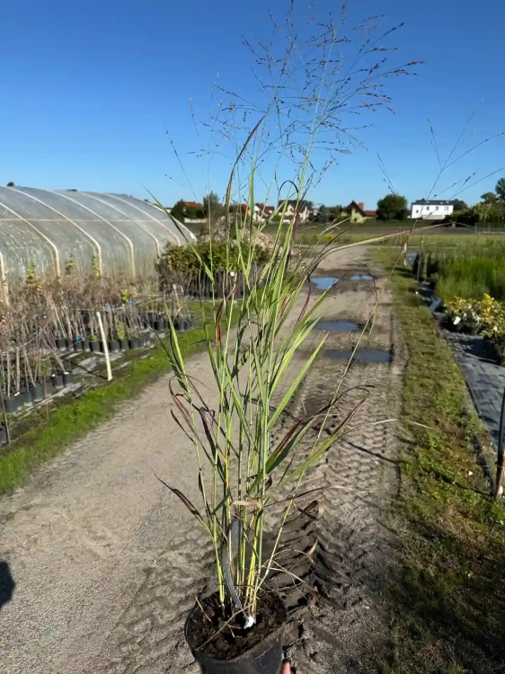 proso-rozgowate-shenandoah3-floravi.pl