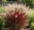 proso-rozgowate-shenandoah2-floravi.pl