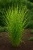 miskant-chinski-strictus-dwarf1-floravi.pl